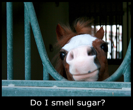 Pony asking "do I smell sugar?" sugar free diet